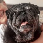 why-does-your-dog-get-so-excited-to-see-you