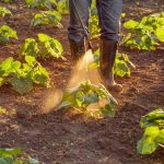 Do Pesticides Cause Cancer? pesticides-cause-cancer